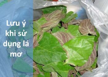 Cách sử dụng lá mơ để chữa bệnh: Các bước cơ bản.