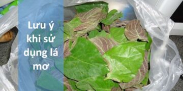 Cách sử dụng lá mơ để chữa bệnh: Các bước cơ bản.