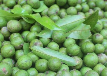 Quả sấu là quả gì?