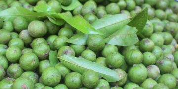 Quả sấu là quả gì?