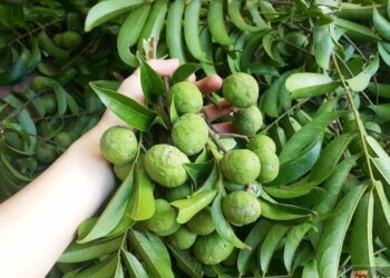 Món ăn với quả sấu