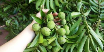 Cách Pha Nước Sấu Với Đá Mát Lạnh, Thơm Ngon