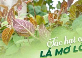 Tác hại của lá mơ khi ăn quá nhiều