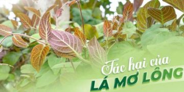 Tác hại của lá mơ khi ăn quá nhiều