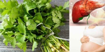 Tác hại của rau mùi trên sức khỏe con người