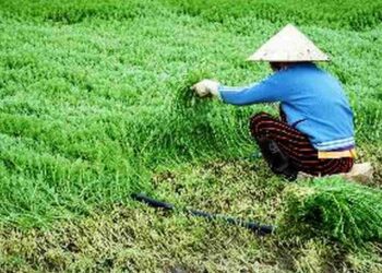 Cách chuẩn bị và thực hiện việc trồng rau ngổ