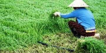 Cách chuẩn bị và thực hiện việc trồng rau ngổ