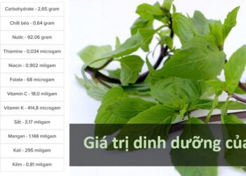 Giá trị dinh dưỡng của húng quế