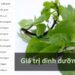 Giá trị dinh dưỡng của húng quế