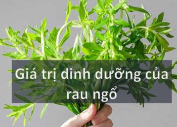 Giá trị dinh dưỡng của rau ngổ