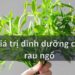 Giá trị dinh dưỡng của rau ngổ
