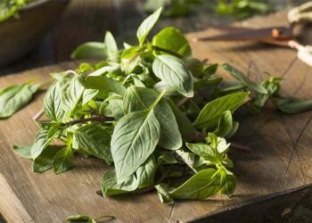 Lưu ý khi sử dụng rau húng quế