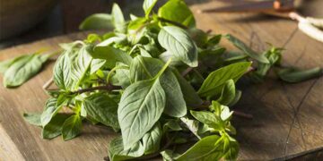 Lưu ý khi sử dụng rau húng quế