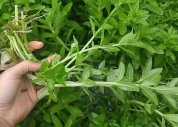 Cách lựa chọn rau ngổ tốt