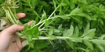 Cách lựa chọn rau ngổ tốt