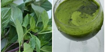 Các Bước Cần Thiết Để Làm Nước Ép Húng Quế