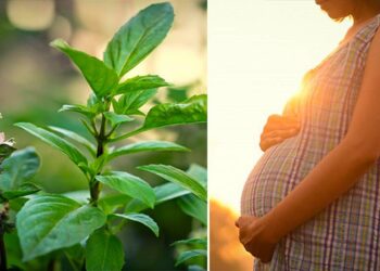 Tác dụng phụ của húng quế