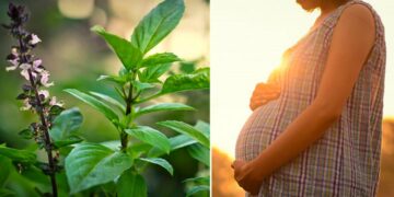 Tác dụng phụ của húng quế 