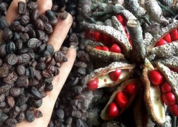 Hạt dổi rất giàu chất dinh dưỡng