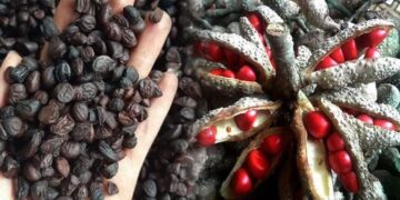 Hạt dổi rất giàu chất dinh dưỡng