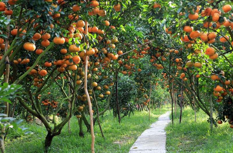 Khám phá hoa quả nổi tiếng tại Tiền Giang